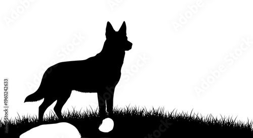 Silhouette of a german shepherd dog standing attentively on grass with a rock