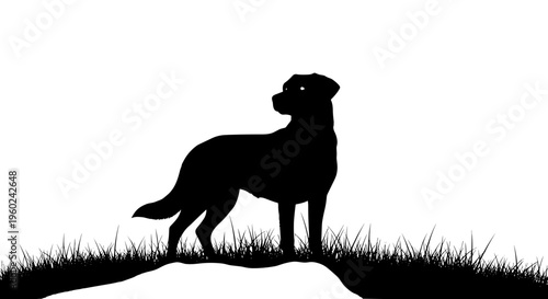 Silhouette of a black labrador dog standing alert on grassy hill against white