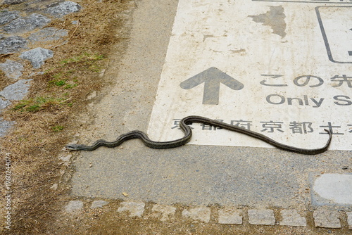 歩道にいたヘビ