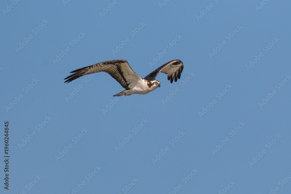 Obraz premium Osprey Flying Against Clear Blue Sky