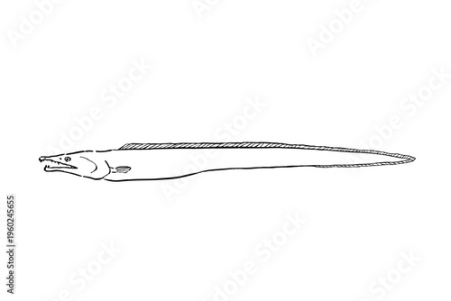 Fotografie Pike conger fish ink brush illustration side view simple line art vector