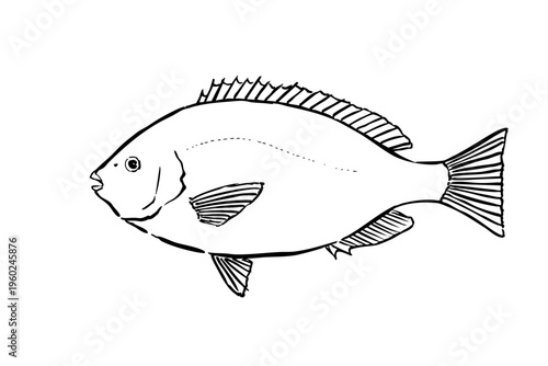 Black porgy ink brush illustration fish line art