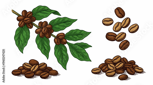 Vibrant illustration of coffee beans on a branch with fresh green leaves and scattered roasted coffee beans, showcasing the natural harvest