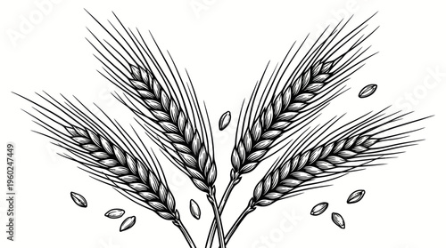 Illustration of ripe wheat ears with scattered grains on a white background
