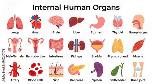 Anatomy of the Human Body A Comprehensive Visual Guide to Internal Organs