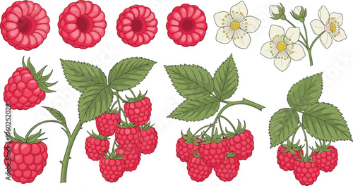Raspberry Fruit Botanical Vector Set with Fresh Raspberries Leaves Branches and Blossoms Natural Berry Plant Collection for Healthy Food Packaging Agriculture and Design Projects