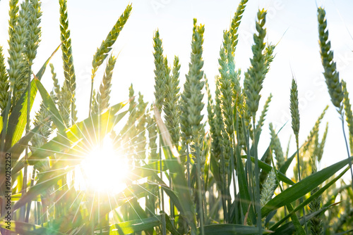 Golden wheat field sunrise, Abundant harvest, symbol nature's bounty, rural landscape, agricultural beauty, Sunlit grains, essential for global sustenance, sustainable farming, rural agriculture scene