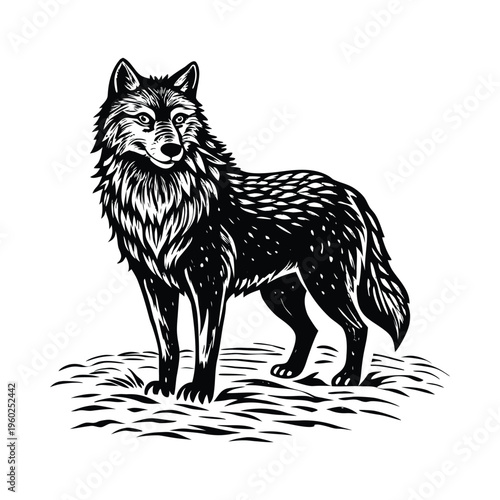 Black and white wolf standing on ground, wild animal, forest creature, predator, canine, fierce animal, wilderness, wildlife, animal illustration, mammal, wolf graphic, stylized animal, outdoor scene
