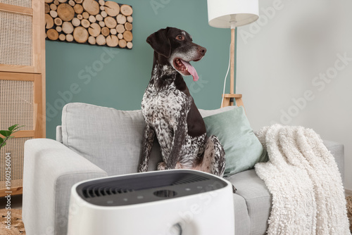 Cute German Shorthaired Poi...