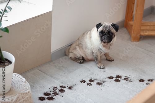Pug dog with muddy paw prin...