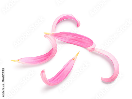 Pink chrysanthemum flower p...