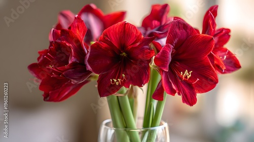 Vibrant Red Amaryllis Flowers in a Clear Glass Vase.