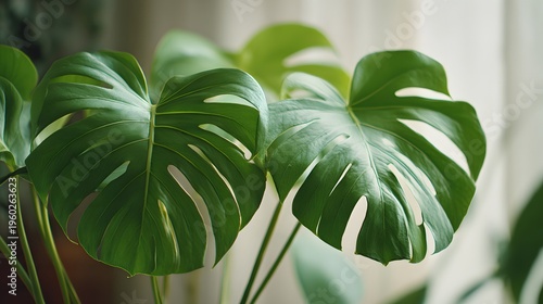 Monstera Deliciosa Plant Leaves With Natural Light.