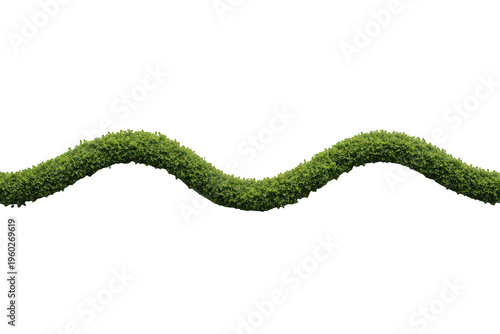 Green hedge tracing a decorative wavy line, lush garden topiary element with fresh foliage, transparent background