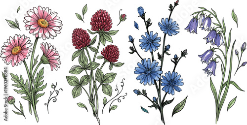 Wildflower Botanical Illustration Set Featuring Daisy, Clover, Chicory, and Bluebell Flowers in Hand Drawn Vintage Style for Nature and Floral Design