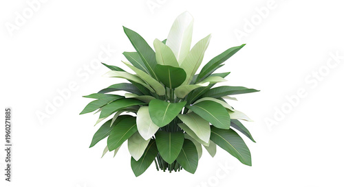 Lush Green Bird of Paradise Plant with Large Leaves