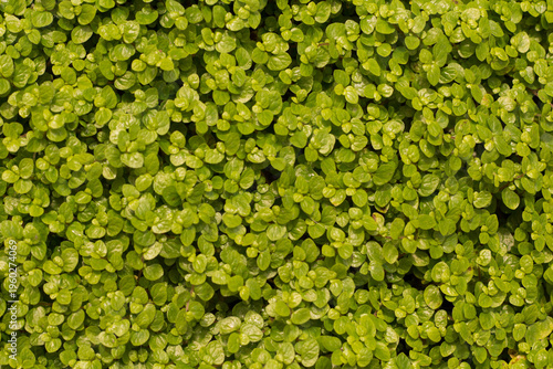 Baby’s tears plant texture (Soleirolia soleirolii) green cushion moss background