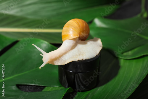 Giant Achatina snail and bl...