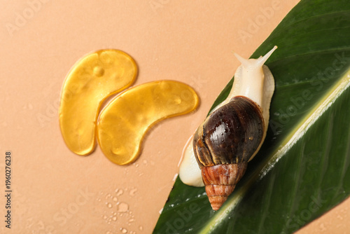 Giant Achatina snail, under...