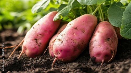 Young Potatoes Sprouting in Lush Garden Soil
