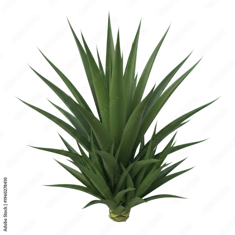 Obraz premium Green agave plant with sharp pointed leaves on a transparent background