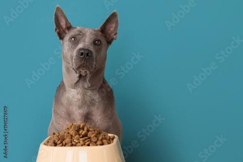 Cute Thai ridgeback dog and...