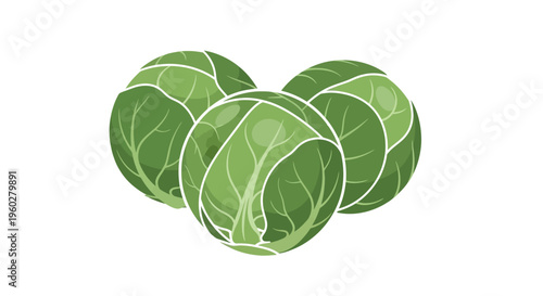 Three fresh Brussels sprouts illustration on white background