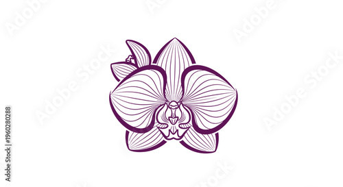 Elegant purple orchid flower line drawing on white