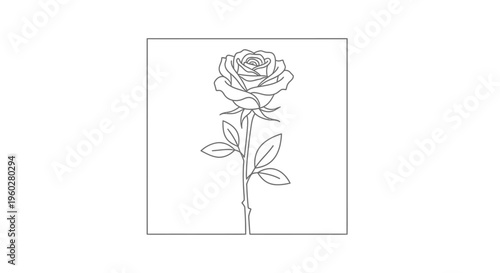Elegant single rose line art drawing in a square frame