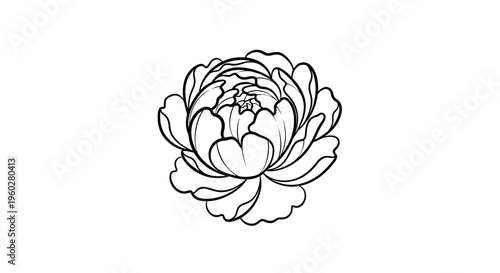 Black outline peony flower drawing on white background