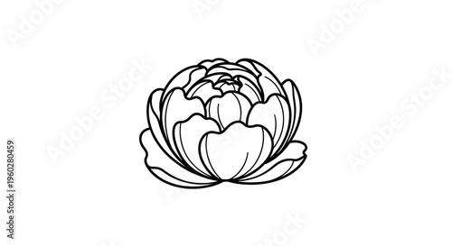 Black outline drawing of a blooming peony flower
