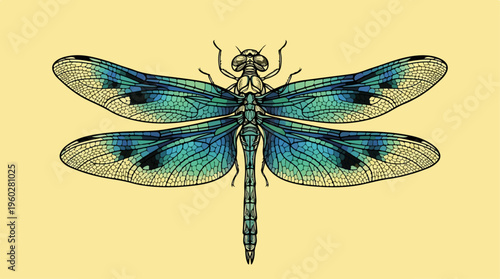 Large Blue Dragonfly Insect Macro.