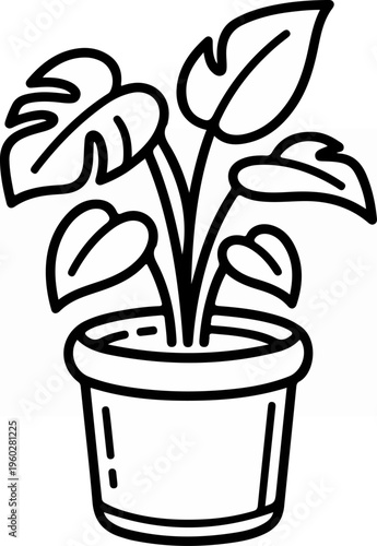 Monstera Plant in Pot.