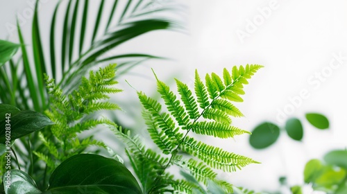 Lush Green Fern and Tropical Leaves in Soft Natural Light.