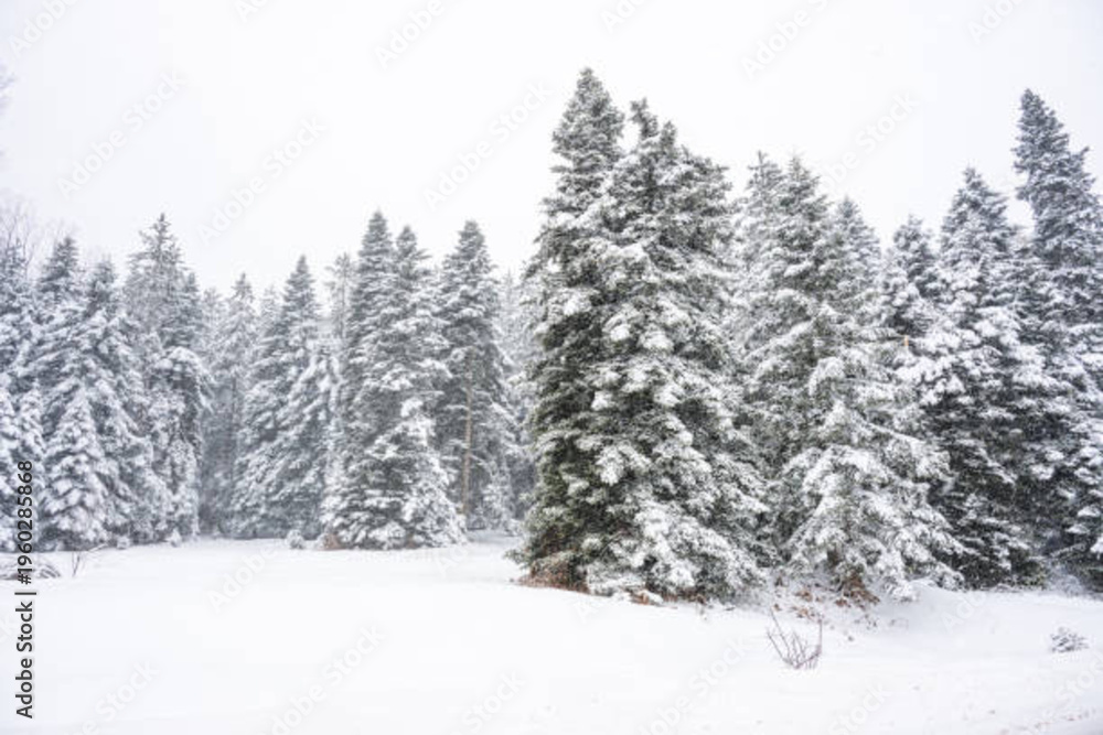 Obraz premium Winter landscape of Bulgarian mountains. 