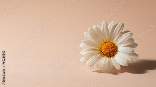 A Single White Daisy Flower with a Yellow Center on a Soft Peach Background.