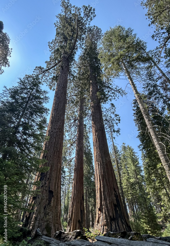Fototapeta premium Looking up at giant sequoia trees in Mariposa Grove, Yosemite National Park, California. Tall ancient trees rise toward a clear blue sky, showcasing the scale and beauty of nature.