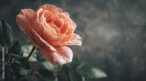 Close-up of a delicate peach rose in soft focus bloom.