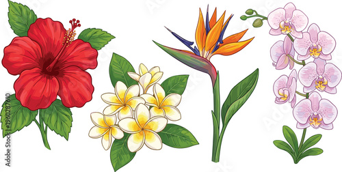Tropical Flower Set Featuring Hibiscus, Plumeria, Bird of Paradise, and Orchid Blossoms for Botanical, Wedding, Spa, and Luxury Floral Designs