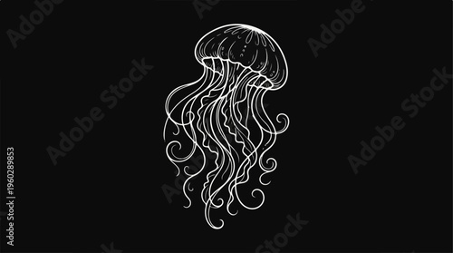 White Jellyfish Isolated on Black.