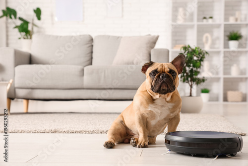 Cute french bulldog sitting...