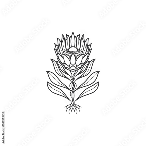 Cuadro en lienzo Botanical Line Art King Protea Flower Illustration with Roots