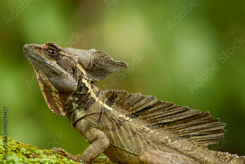 Male Brown Basilisk perched on a mossy log.
