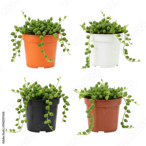 Four small potted plants with trailing vines in different colored pots