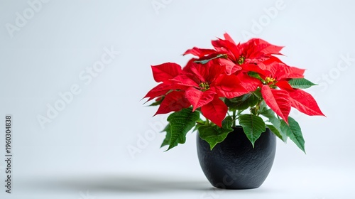 Vibrant Red Poinsettia Plant in a Black Pot on a White Surface.
