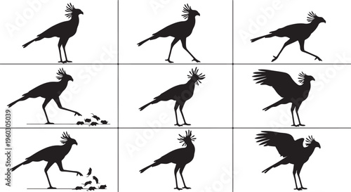 Secretary Bird Silhouette Illustration Set showing Hunting and Walking Poses, Bird of Prey Sagittarius Serpentarius Silhouette Graphics