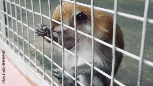 Tableau sur toile The monkey climbing at the cage
