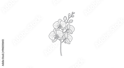 Orchid Flower Line Art Illustration