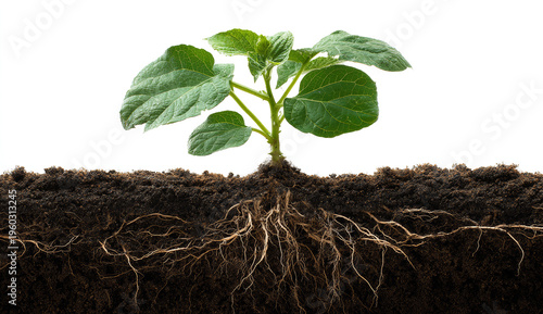 Young green plant with broad textured leaves growing in dark soil, roots visible below soil surface, close-animated movie of plant development and soil composition