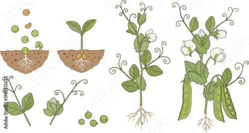 Green Pea Plant Growth Stages Botanical Vector Illustration Set Showing Seeds, Sprout, Flowering Plant and Pea Pods